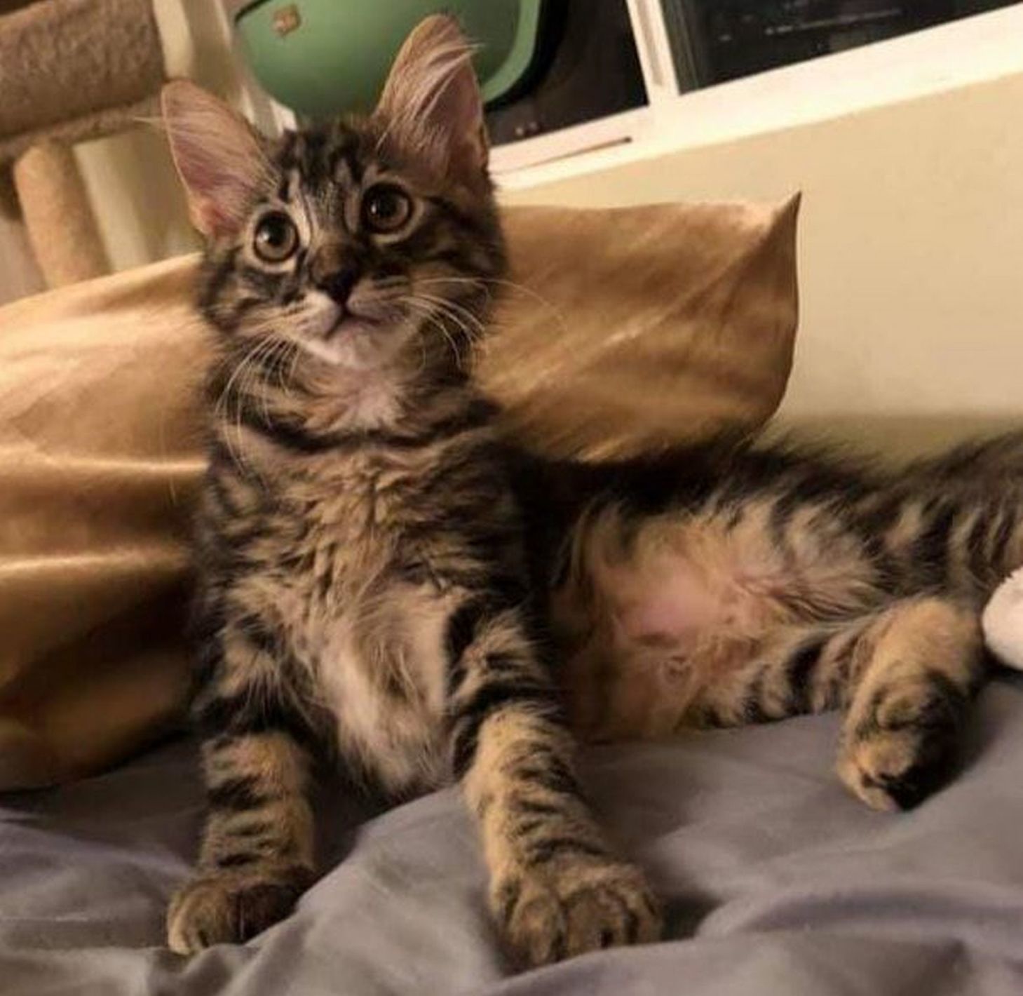 Adopt a Pet | Diego